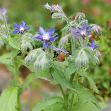 Borago officinalis