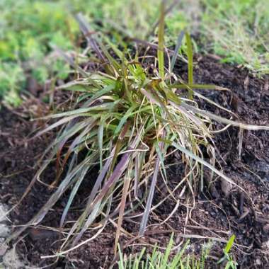 Pennisetum setaceum 'Rubrum'