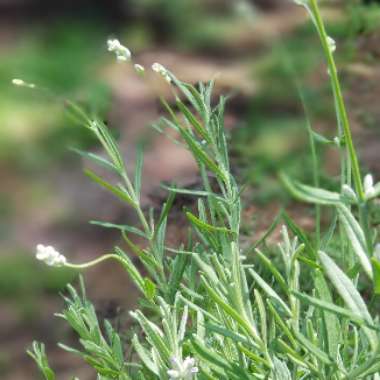 Lavandula angustifolia 'Munstead'