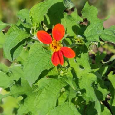 Tithonia rotundifolia syn Tithonia speciosa