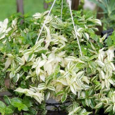 Tradescantia fluminensis 'Variegata'