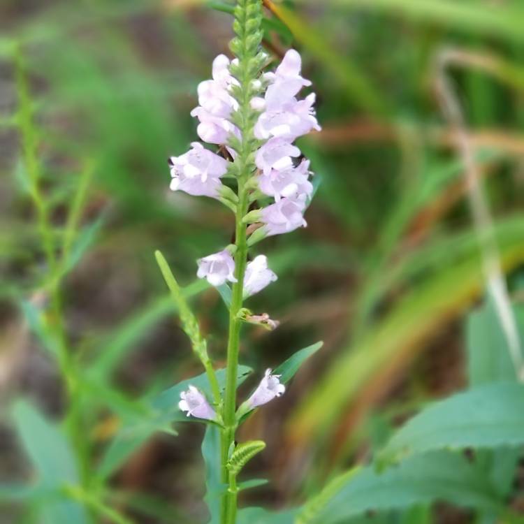 Plant image Physostegia virginiana 'Bouquet Rose'