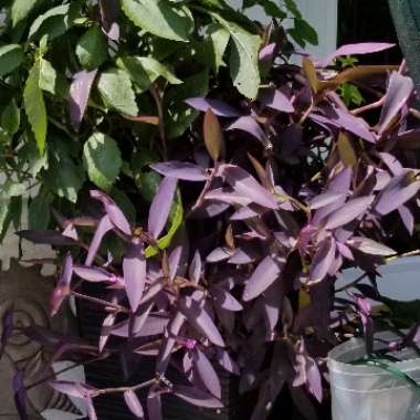 Tradescantia pallida