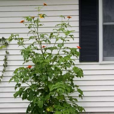 Tithonia rotundifolia syn Tithonia speciosa