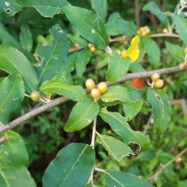 Elaeagnus umbellata