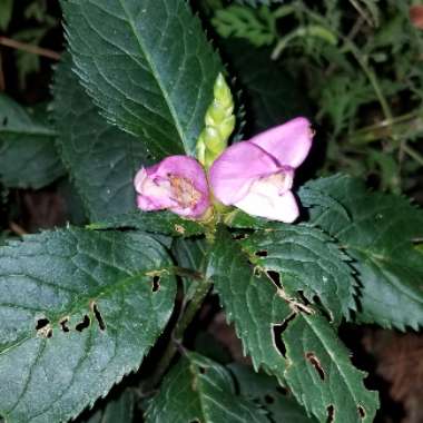 Chelone lyonii 'Hot Lips'