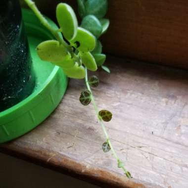 Peperomia prostrata