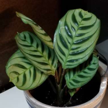 Calathea 'Burle Marxii'