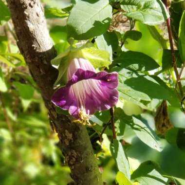 Cobaea scandens