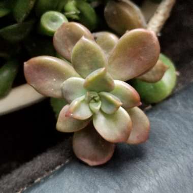 Graptopetalum Mendozae