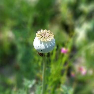 Hungarian Blue Breadseed Poppy