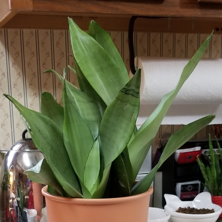 Plant image Sansevieria Moonshine