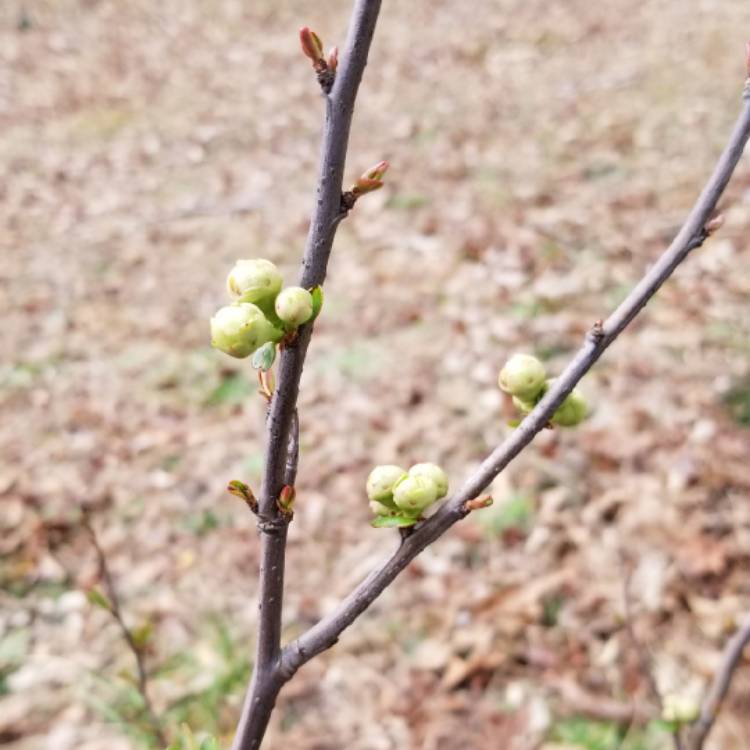 Plant image Cydonia Oblonga