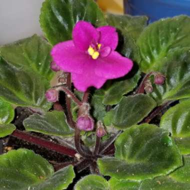 Streptocarpus sect. Saintpaulia  syn. Saintpaulia