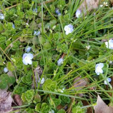 Veronica persica