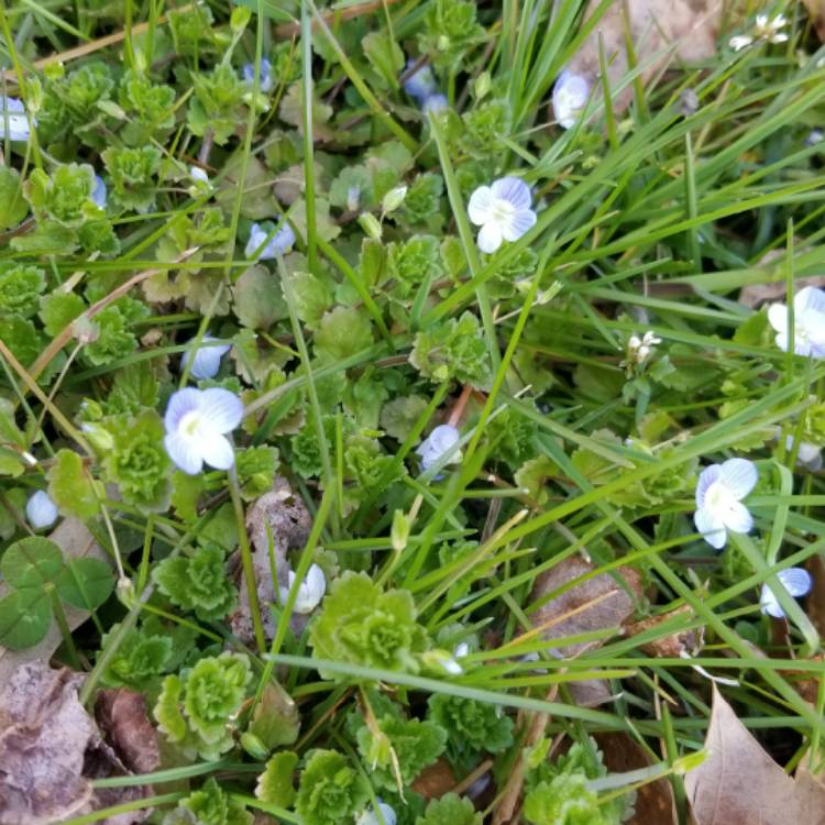 Plant image Veronica persica