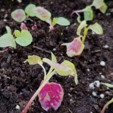 Amaranthus tricolor 'Joseph's Coat'