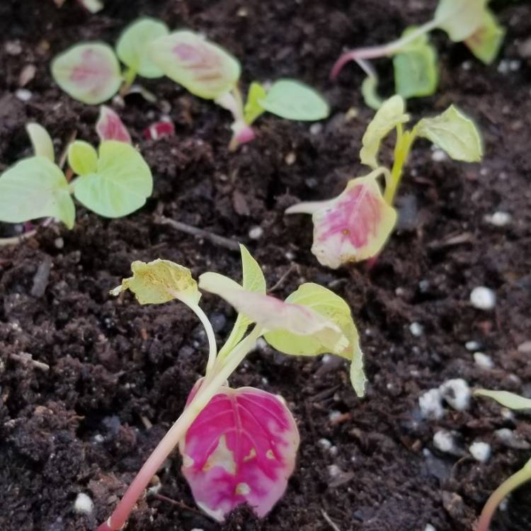 Plant image Amaranthus tricolor 'Joseph's Coat'