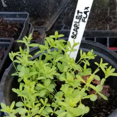 Linum grandiflorum