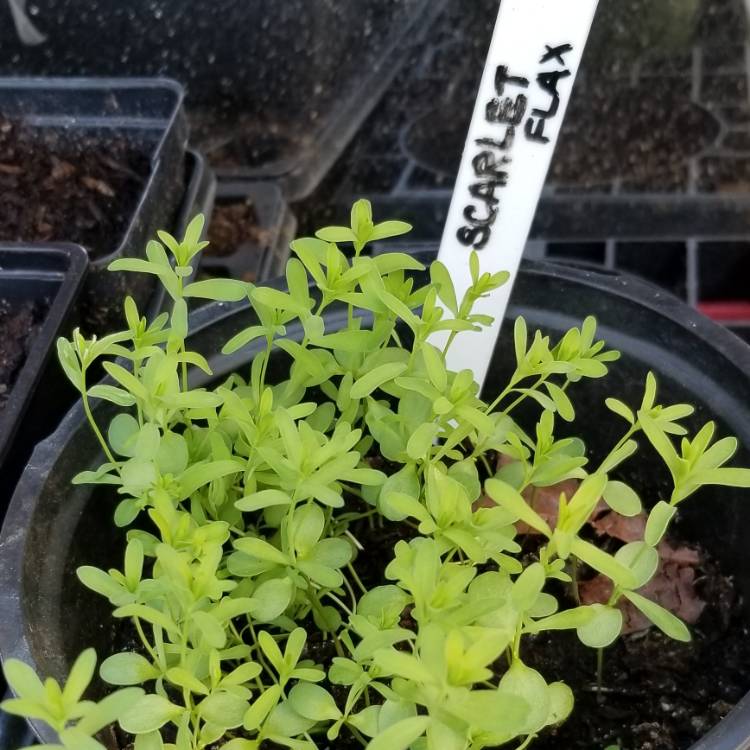 Plant image Linum grandiflorum