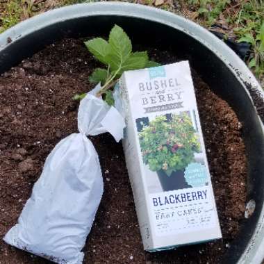 Rubus Fruticosus 'Baby Cakes'