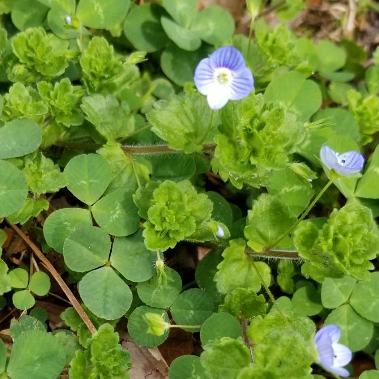 Plant image Veronica persica