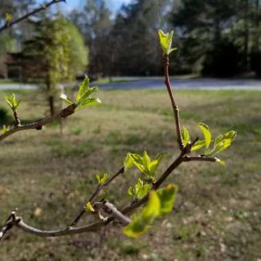 Malus domestica 'Honeycrisp'