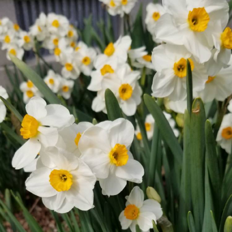 Plant image Narcissus 'Geranium' syn. Narcissus 'Advance'