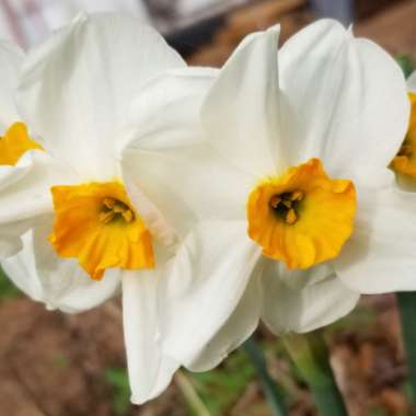 Narcissus 'Geranium' syn. Narcissus 'Advance'