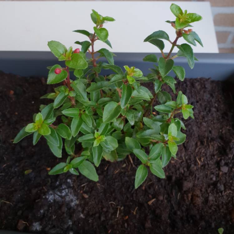 Plant image Fuchsia 'Tom Thumb'