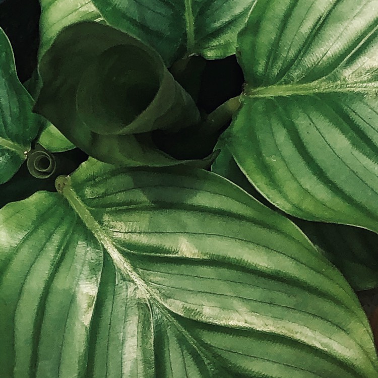 Plant image Peperomia obtusifolia 'Lemon Lime'