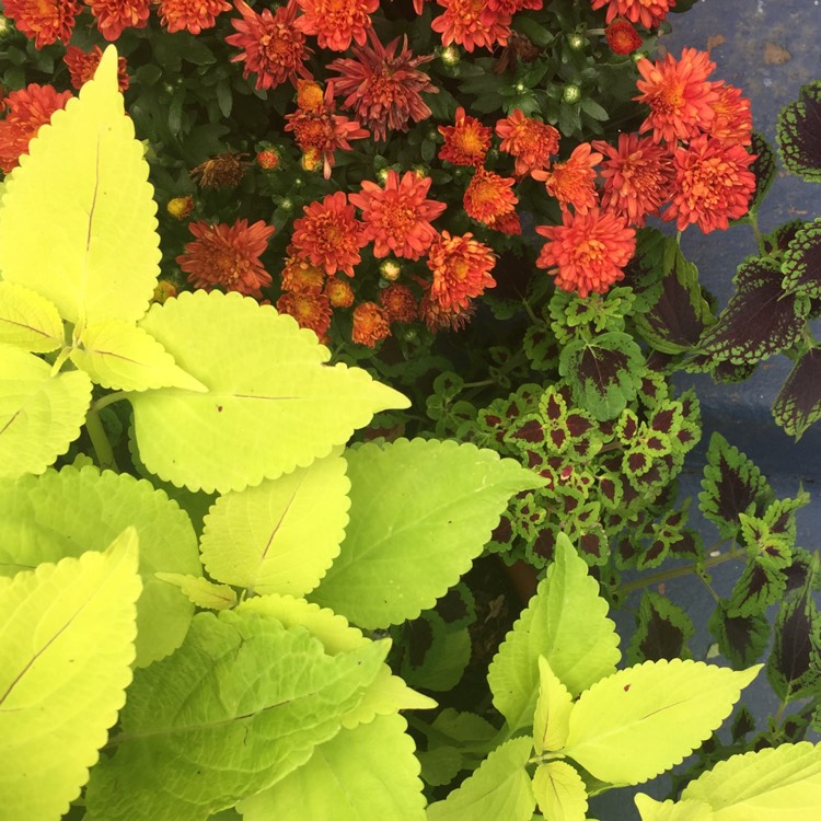 Plant image Plectranthus scutellarioides 'Pineapple Beauty'