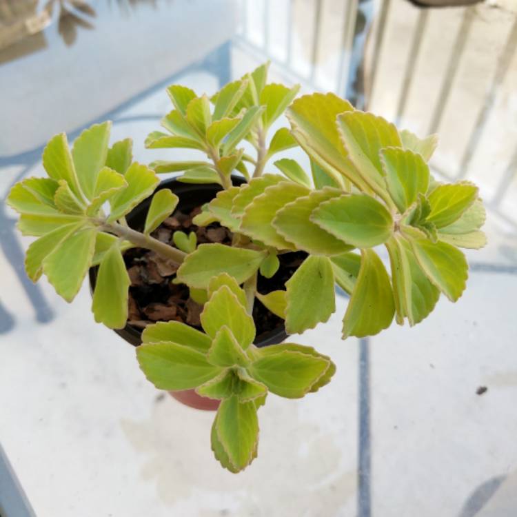 Plant image Coleus neochilus 'Mike's Fuzzy Wuzzy' syn. Plectranthus neochilus 'Mike's Fuzzy Wuzzy'