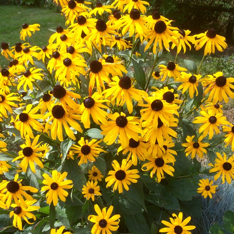 Plant image Rudbeckia 'Horrid'