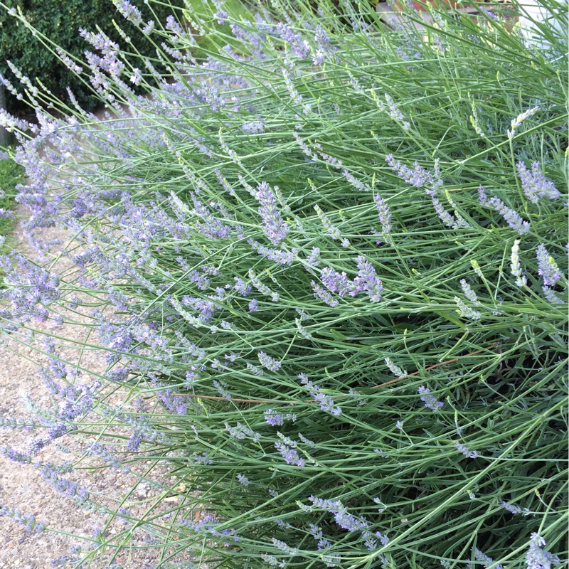 Plant image Lavandula x intermedia 'Grosso'