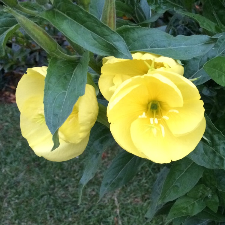 Plant image Oenothera Fruticosa 'Sundrops'