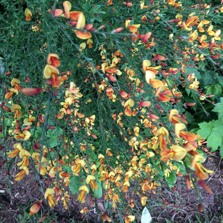 Plant image Cytisus