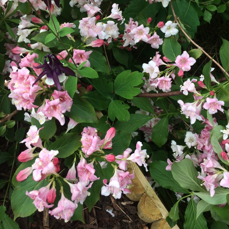 Plant image Weigela 'Bokraspiwi' syn. Weigela 'Spilled Wine'