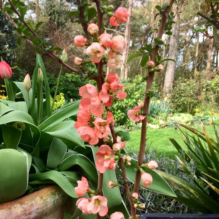 Plant image Chaenomeles