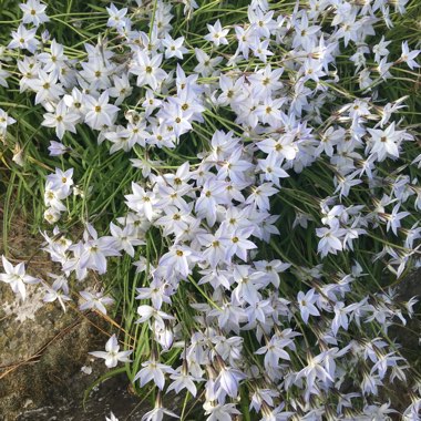 Spring Starflower