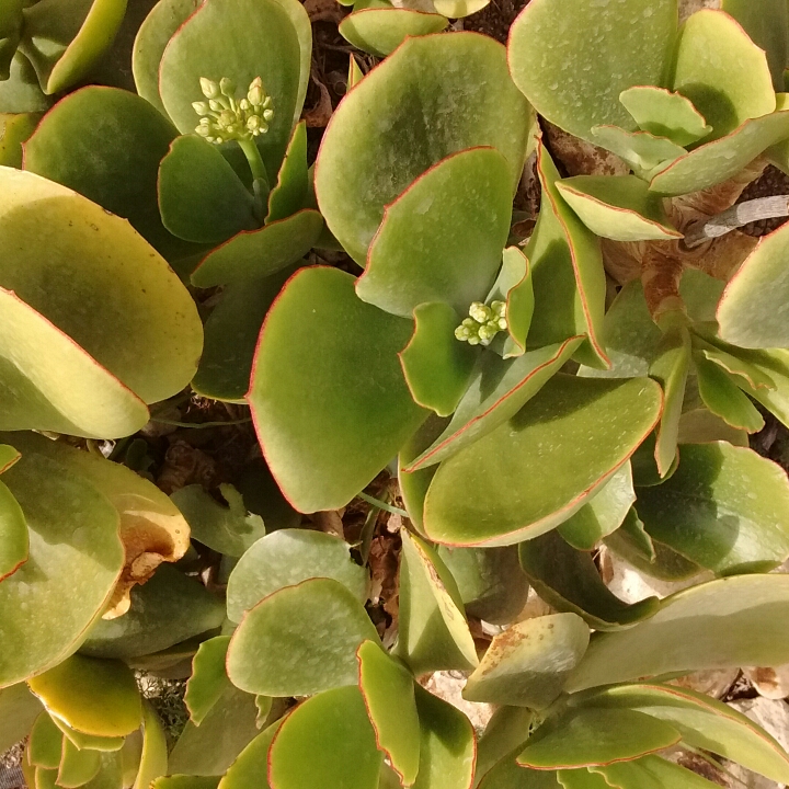 Plant image Cotyledon Orbiculata var. Oblongata