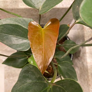 Anthurium 'Karma Black'