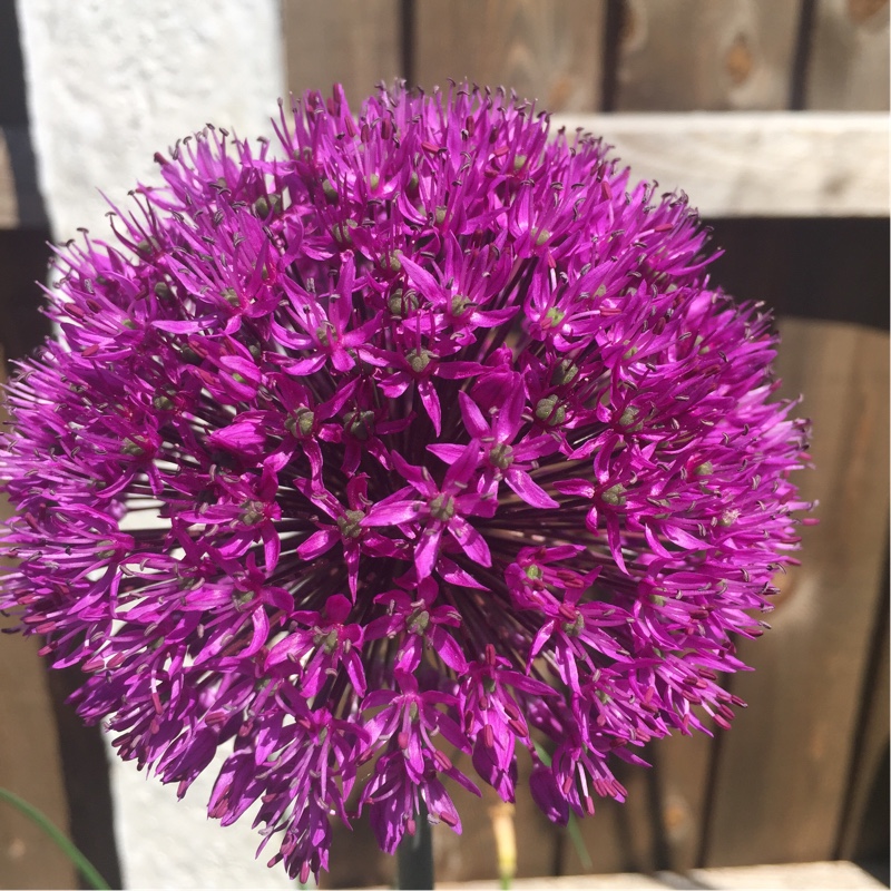 Allium 'Purple Sensation'