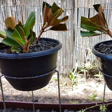 Magnolia grandiflora 'Little Gem'