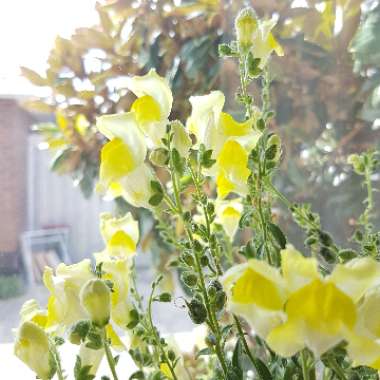 Antirrhinum