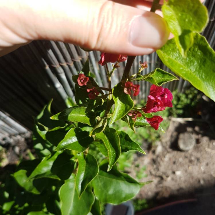 Plant image Bougainvillea Spectabilis 'Alexandra'