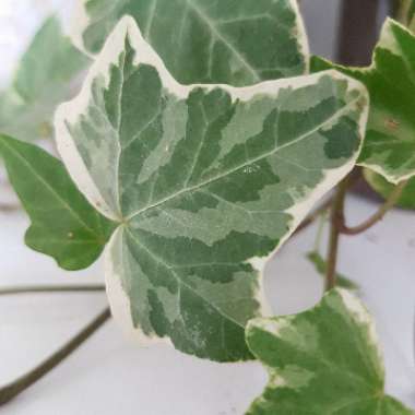 Hedera