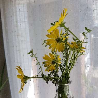 Osteospermum 'Voltage Yellow'