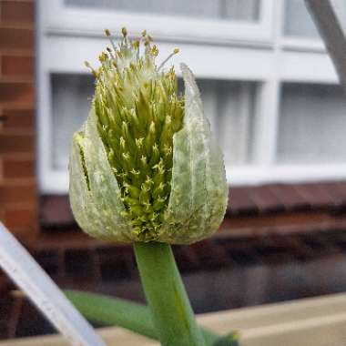 Allium fistulosum