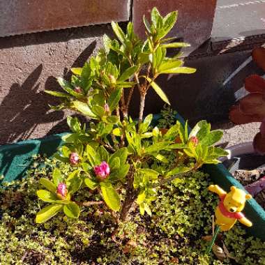 Rhododendron  (Azalea Varieties)